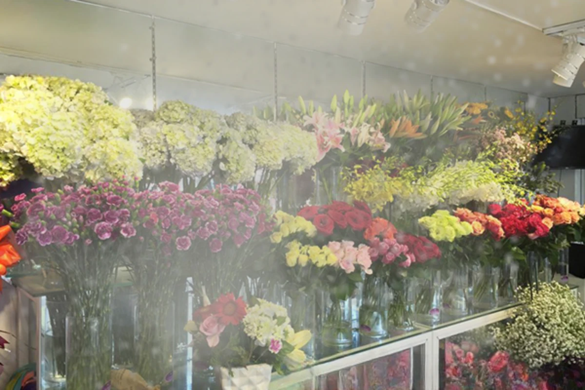 Thiết Bị Phun Sương【 Nhà Phân Phối Sỉ & Lẻ Thiết Bị Phun Sương】 Hệ thống phun sương tạo ẩm cho shop hoa tươi loi ich khi lap dat phun suong tao am cho shop hoa